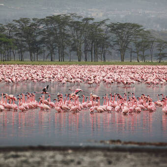 Wunderschöne rosa Flamingos 