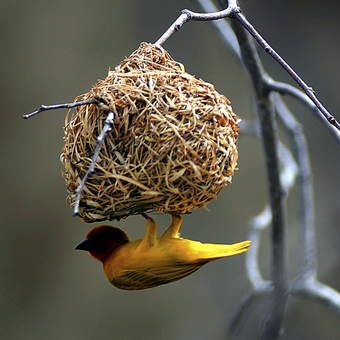 Webervogel im Nest 