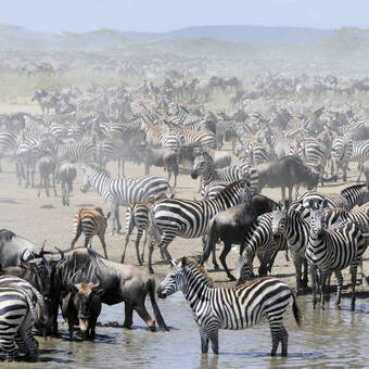 Tausende Zebras und Gnus ziehen durch die Steppe 