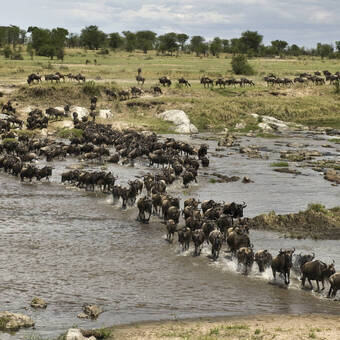Große Tierwanderung der Gnus 