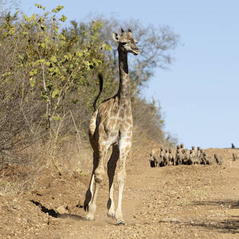 Junge Giraffe im Blickfeld einer Mangusten-Bande 