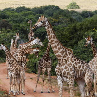 Giraffen versperren den Weg nach Hause 