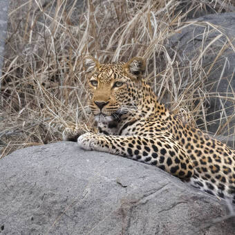 Sehr hübsch anzuschauen, ein Leopard 