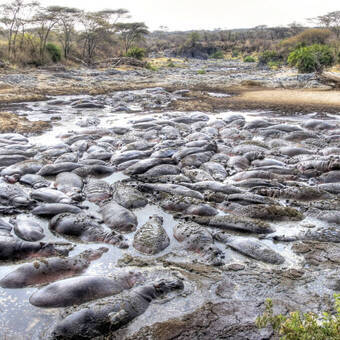 Hippos, soweit das Auge reicht, im South Luangwa Nat.-Park 