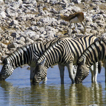 Zebras, beim Durst löschen 