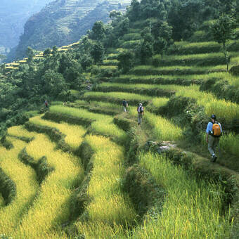 terrassierte Reisfelder in Nepal © Getty Images