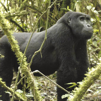 Hochland-Gorilla 