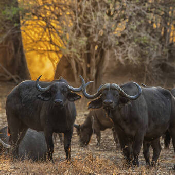 Afrikanische Büffel im Mana Pools Nationalpark © Getty Images