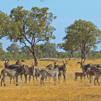 Zebras und Elenantilopen in Graslandschaft © Getty Images/iStockphoto