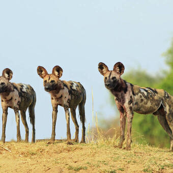 Wildhunde, scheu und selten © Getty Images/iStockphoto