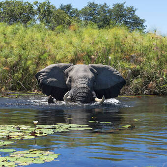 Elefant in seinem Element 