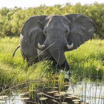 Elefant im Chobe-Fluss 