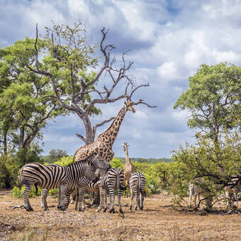 Friedliches Beeinander, Zebras & Giraffen ©PACO COMO - stock.adobe.com