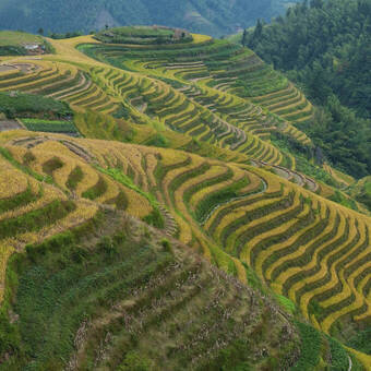 Reisterrassen-Panorama bei Yuanyang, Yunnan 