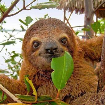 Entspanntes Faultier im Tortuguero-Nationalpark © vilainecrevette - Fotolia