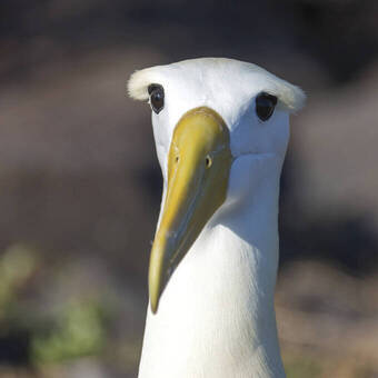 Albatros auf Española 