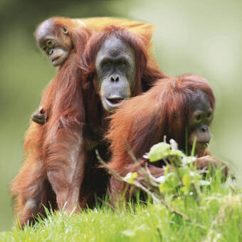 Orang-Utan-Familie 