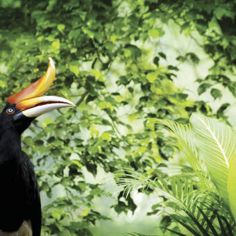 Nashornvogel im dichten Dschungel von Malaysia 