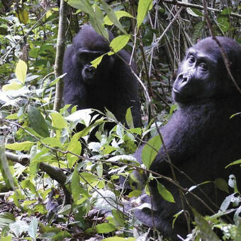 Im Reich der Flachland-Gorillas 