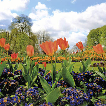 Tulpenbeet 
