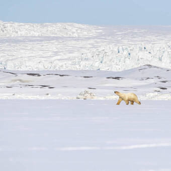 Eisbär auf Spitzbergen 