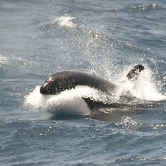 Antarktis © Oceanwide Expeditions