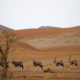 Oryxantilopen im Sossusvlei © Getty Images/iStockphoto