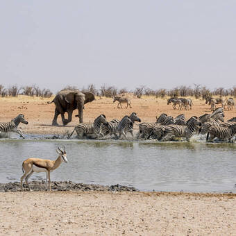 Wasserloch im Etosha-Nationalpark © Getty Images/iStockphoto