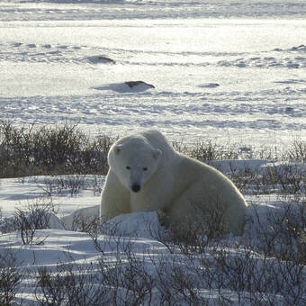Eisbär 