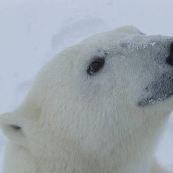 Eisbär 