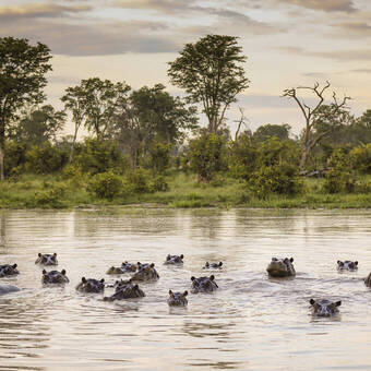 Flusspferdherde im Chobe Nationalpark 