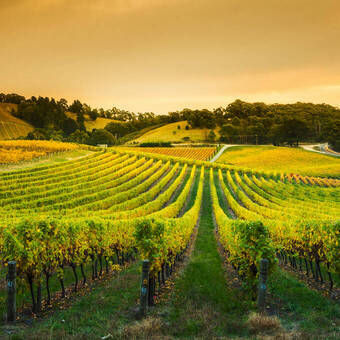 Weinberge in den Adelaide Hills  © Kwest - stock.adobe.com
