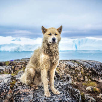 Grönländischer Husky © Getty Images/iStockphoto