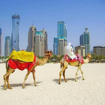 Kamele vor Dubai © arti om - stock.adobe.com
