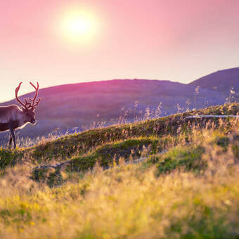 Rentiere grasen bei Sonnenuntergang auf einem Hügel in Lappland © vvvita - stock.adobe.com