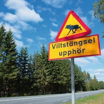 Verkehrszeichen in Schweden © travelguide - Fotolia