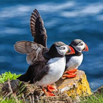 Papageitaucher bei Látrabjarg, Westisland © Anna Pakutina - stock.adobe.com