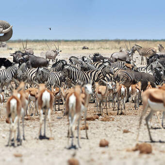 Etosha-Nationalpark in Namibia ©Martin - stock.adobe.com