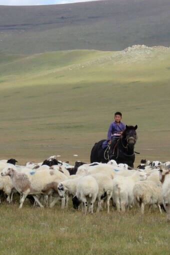 Besuch der mongolischen Steppe mit Ikarus Tours