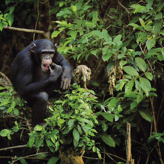 Schimpanse im Regenwald 