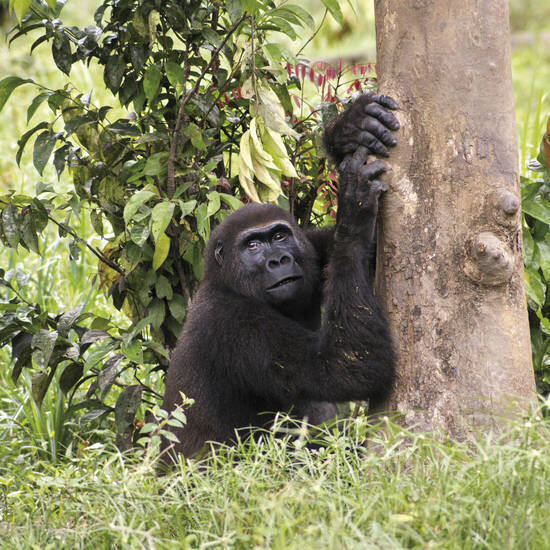 Im Reich der Flachland-Gorillas 
