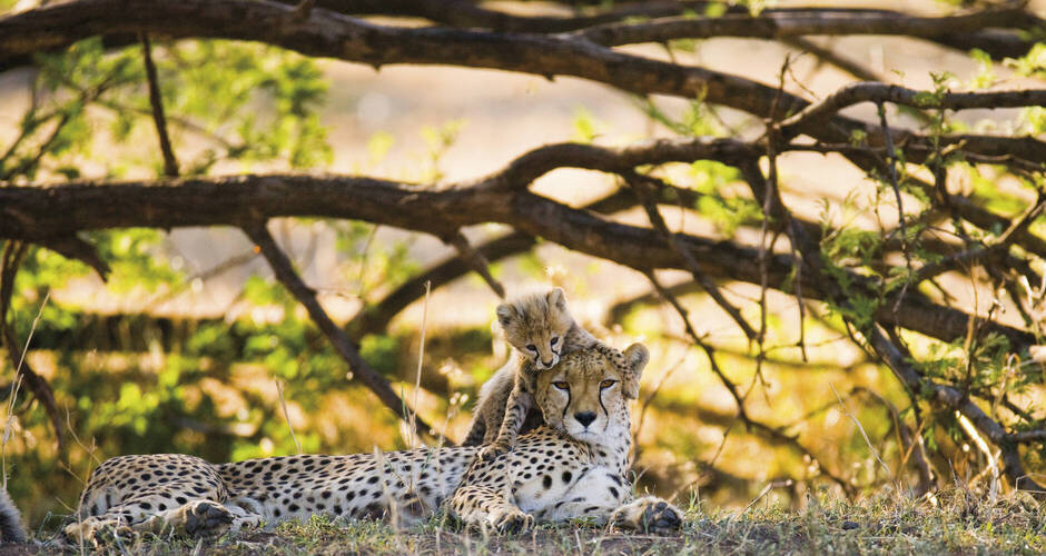 Gepardin mit ihrem Jungen 