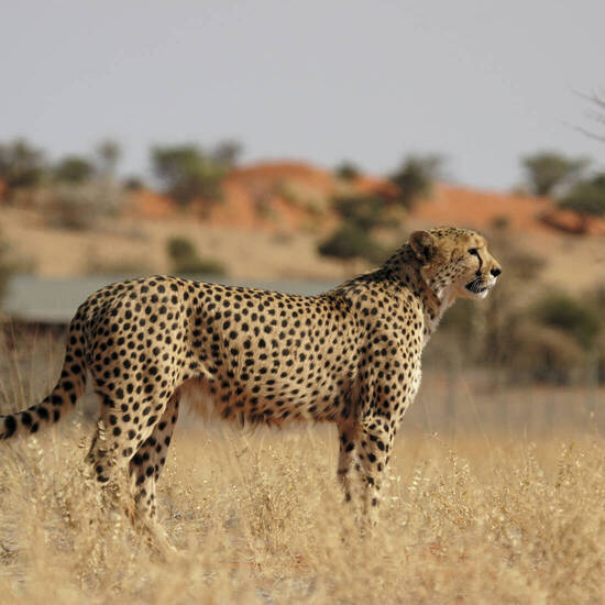 Gepard in der Kalahari 