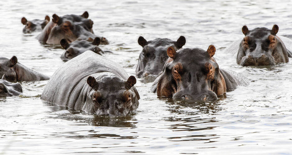 Wachsame Flusspferde 