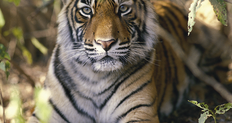 Tiger im Nationalpark 