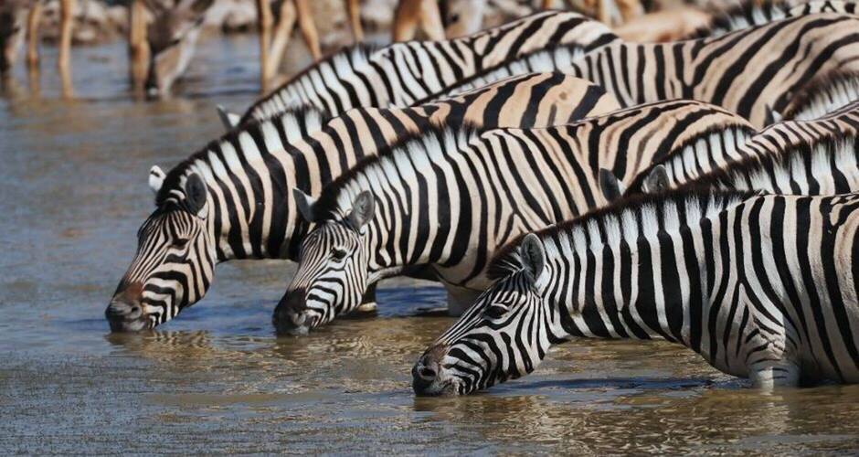 Steppenzebras © Photohunter - Fotolia