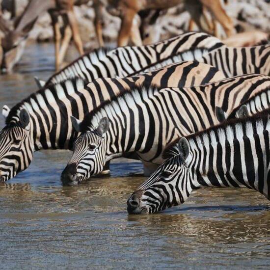 Steppenzebras © Photohunter - Fotolia