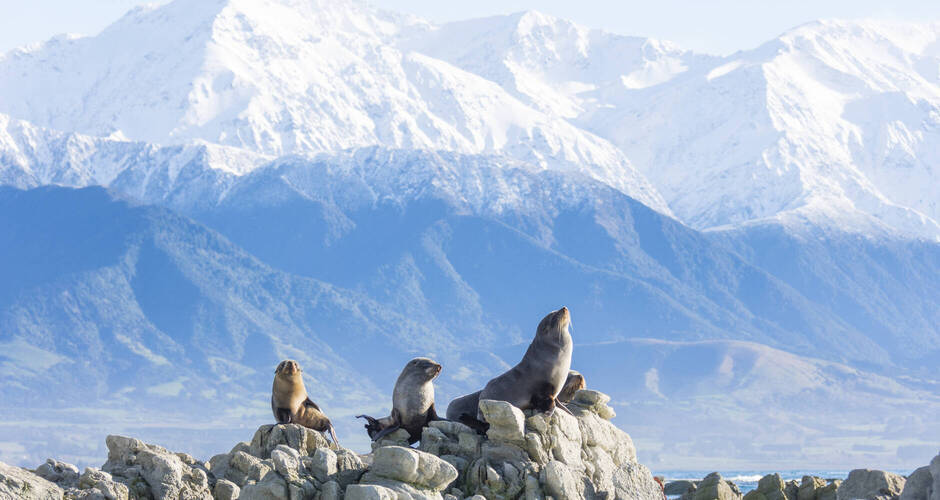 Robben an der Küste bei Kaikoura 