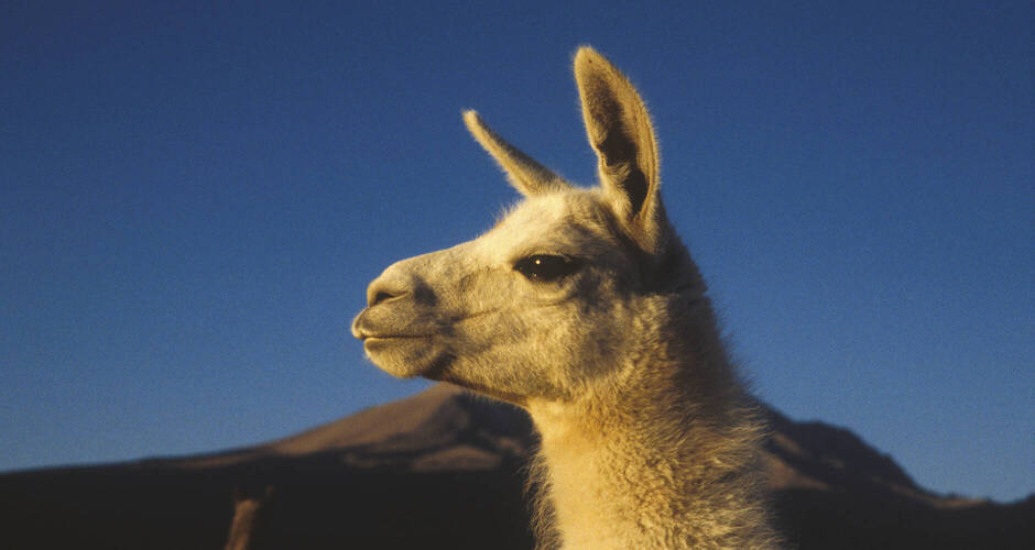 Begegnung mit einem Guanako 