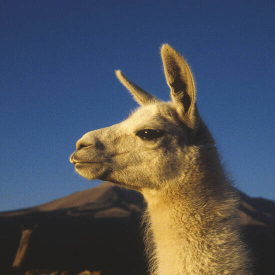 Begegnung mit einem Guanako 